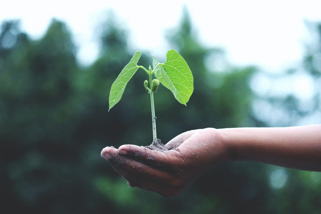 Bill Gates vs. Marc Benioff: The Great Tree Debate in the Fight Against Climate Change