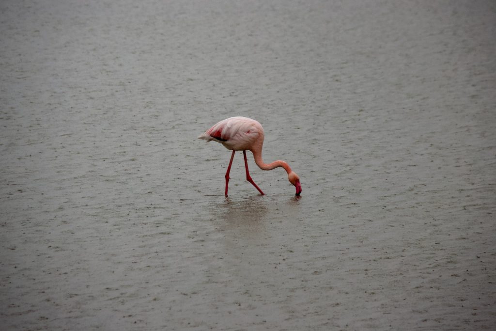 A Pink Resurgence Amidst Conflict: The Flamingos of Odesa Oblast