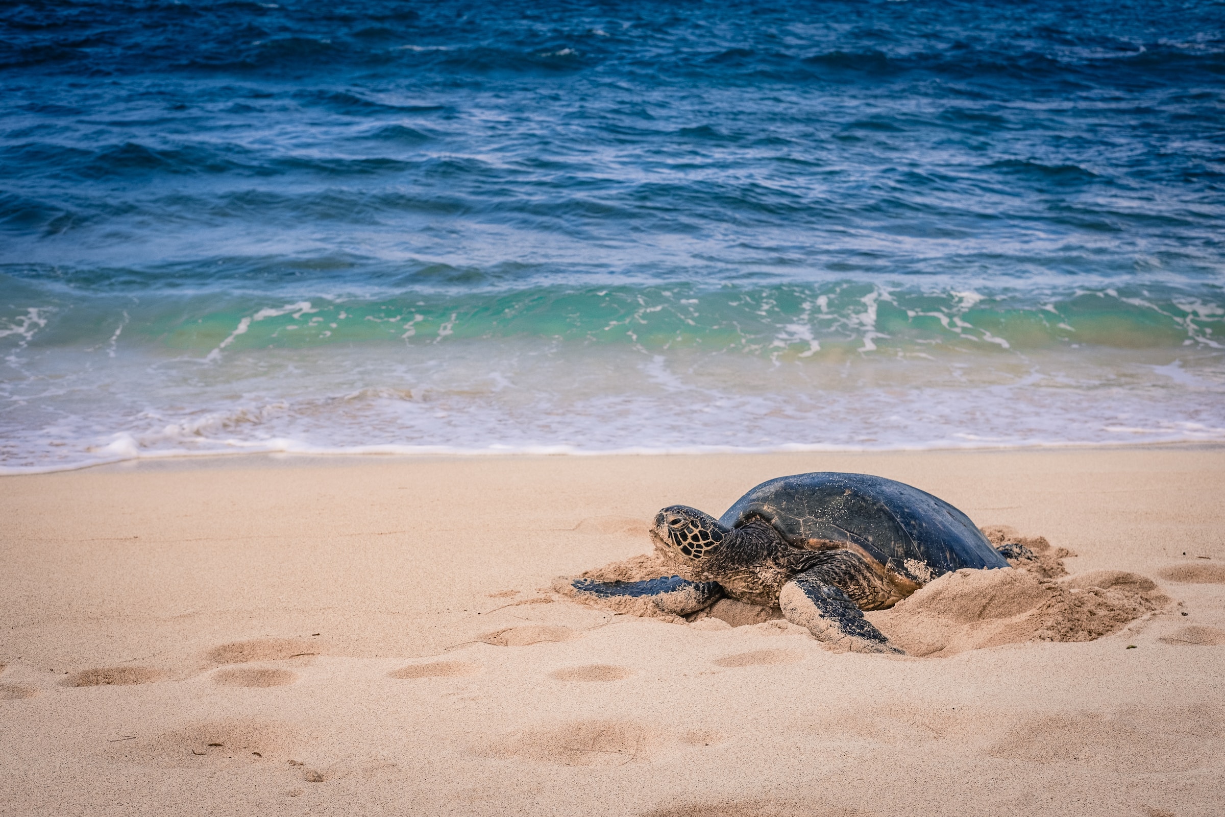 Sea turtles are very sensitive to temperature changes on the planet