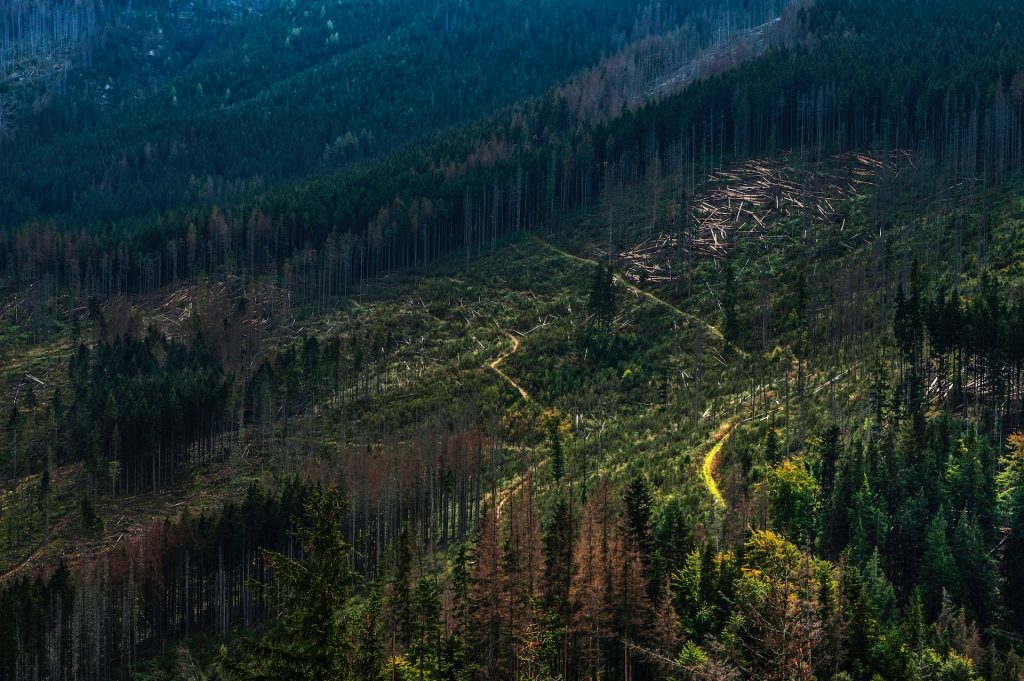 Forest Destruction in 2022: Promises Versus Reality