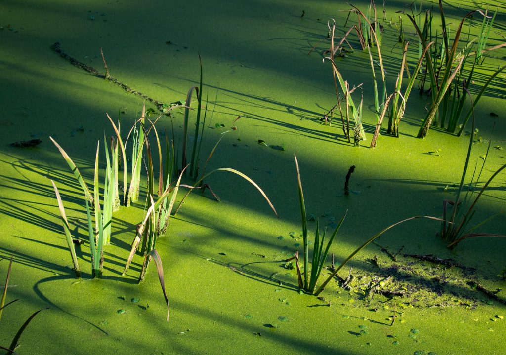 Alarming Waters: Climate Change Fuels Toxic Algal Blooms Across U.S. Lakes