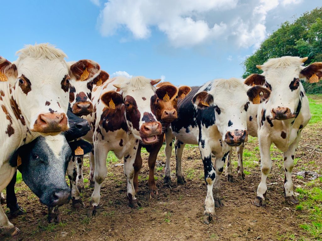 Swedish Push to Feed Cows Seaweed: A Step Toward Curbing Methane Emissions