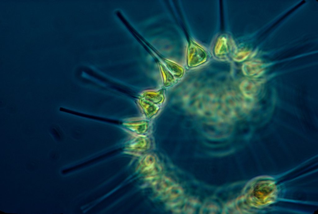 The Microscopic Titans of the Ocean: Deciphering Phytoplankton’s Role in Climate Change