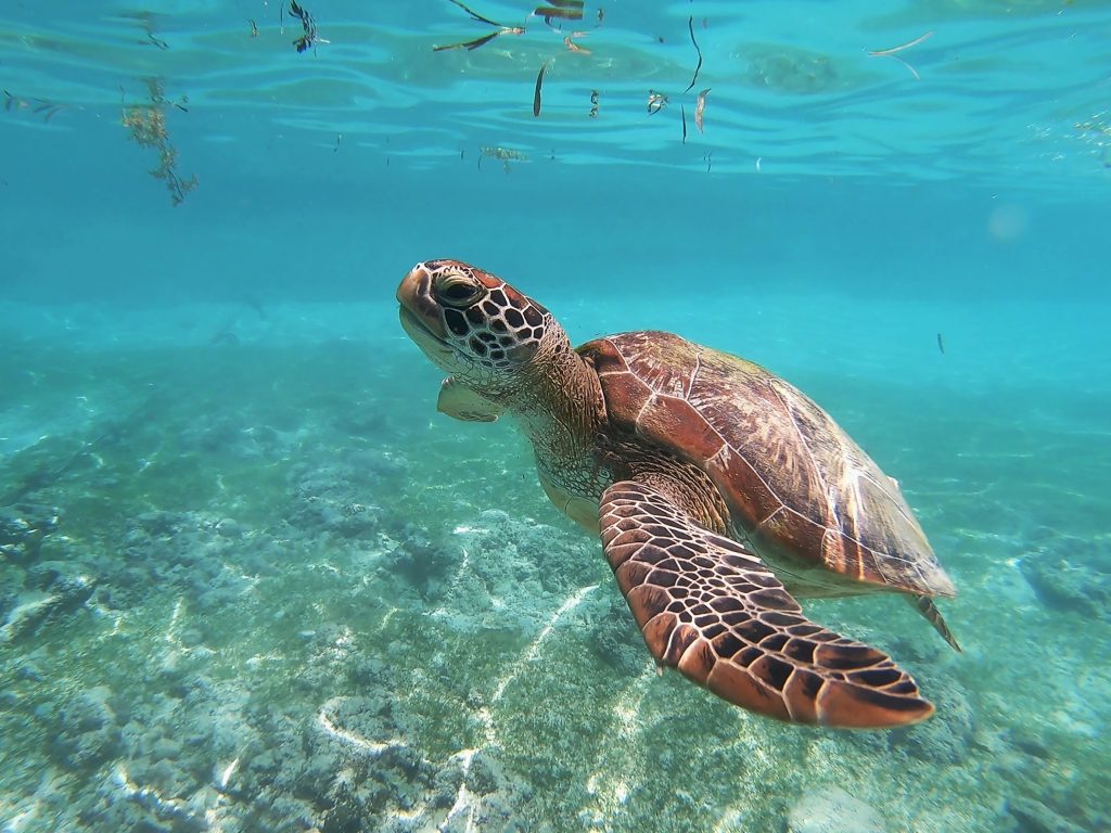 Hope in the Coral Sea: Balanced Gender Ratios in Sea Turtles Show a Silver Lining Amidst Global Heating Concerns