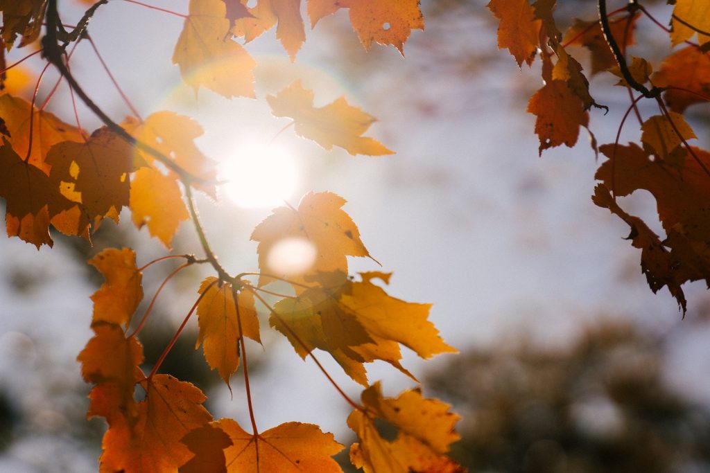 The Fading Colors of Autumn: Climate Change’s Impact on Fall Foliage