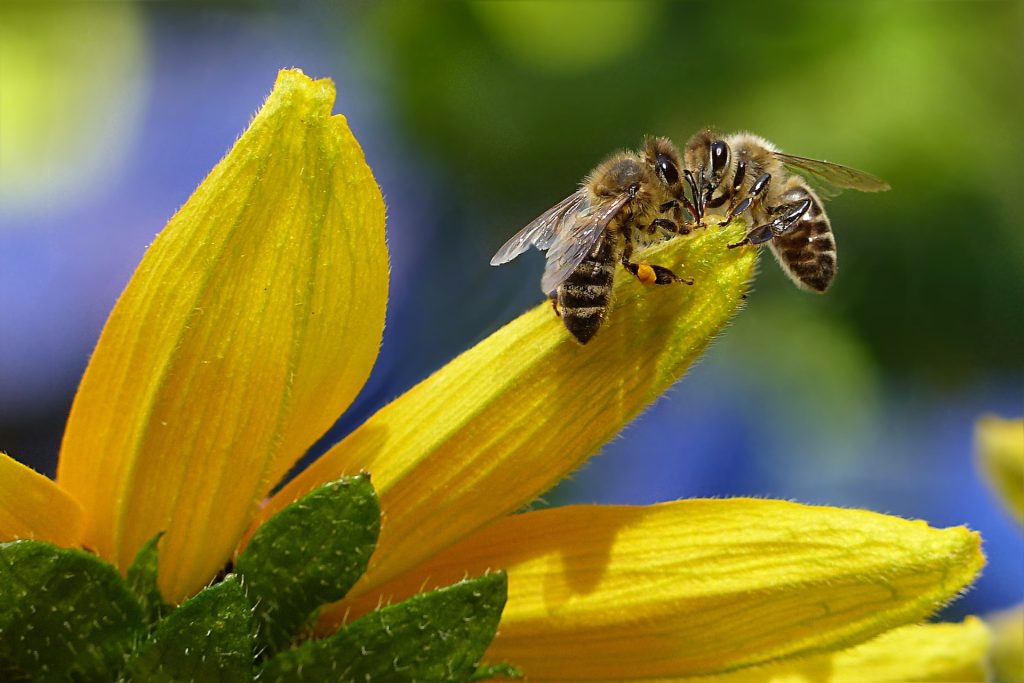 Pollinator Peril: Coffee and Cocoa Crops at the Mercy of Climate and Land Use Changes