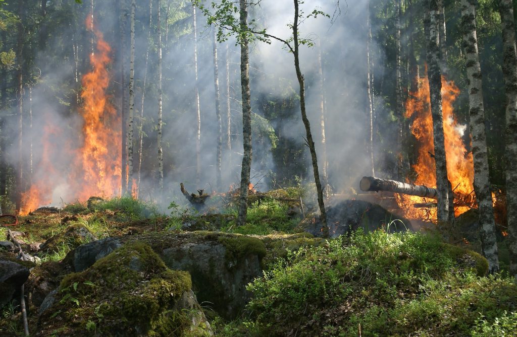 Wildfires and Agricultural Emissions: The Invisible Threat to Cognitive Health