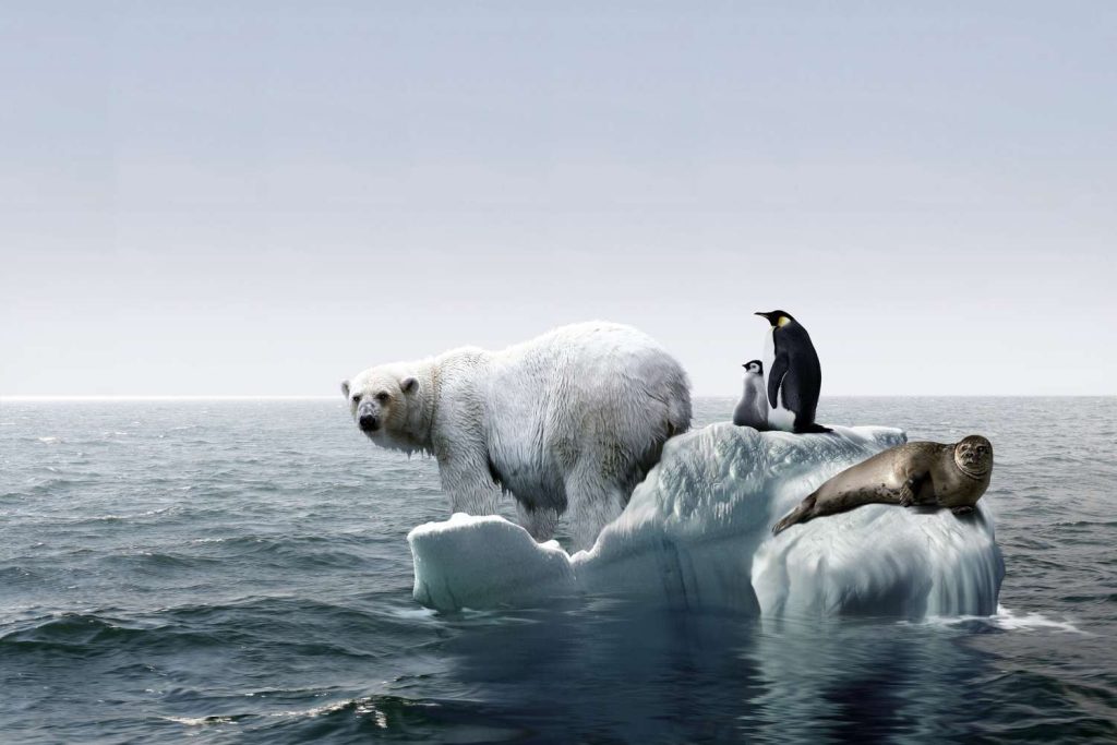 Melting glaciers and global warming: who suffers among animals?