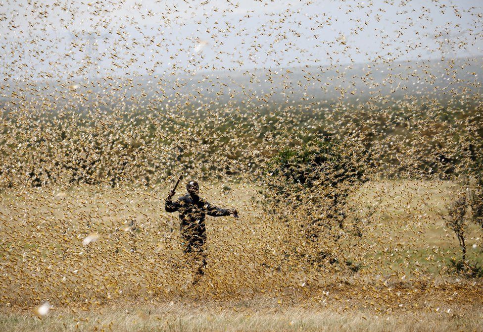 Interconnected realities: climate change and the surge of locust swarms draw heightened attention in recent years