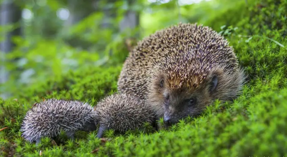 Unexpected danger: small hedgehogs began to threaten the Red Book fauna