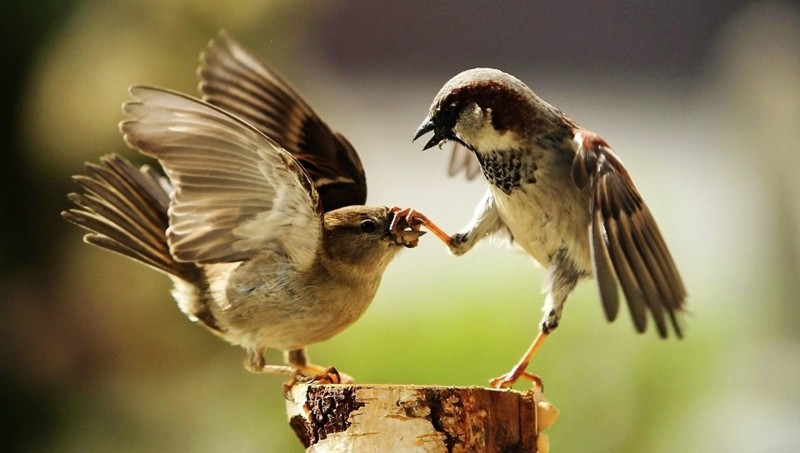 The secret of sparrows: which plants help them stay healthy