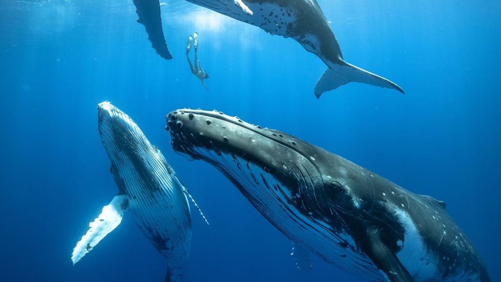 Unraveling the mystery of whale singing: a long-awaited discovery by scientists