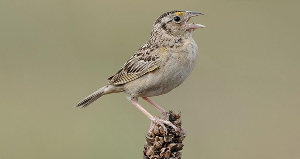 Conservation Breakthrough: 1,000th Florida Sparrow Grasshopper Released from Captivity