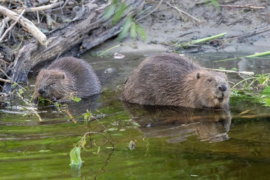 400 years on: Beavers set to repopulate Isle of Wight, reviving ecosystem